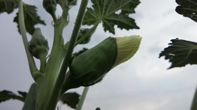 Okra plant (Bhindi/Lady Finger) in flowering and early fruiting stage.