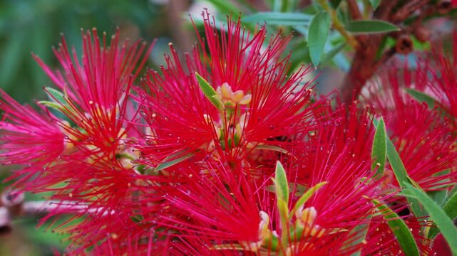 Vivid red bottlebrush blossoms with fine thread like stamens cluster among green leaves on a tree branch, swaying gently outdoors in a garden.