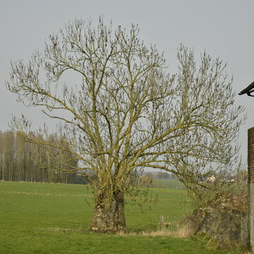 L'arbre solitaire au d&eacute;but du printemps &agrave; &Eacute;caussinnes d'Enghien (Soignies)