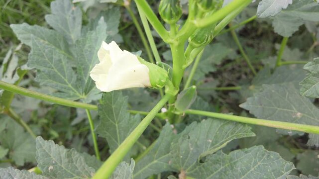 Okra plant (Bhindi/Lady Finger) in flowering and early fruiting stage.