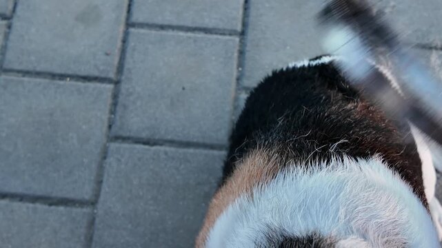 Close-up of a person grooming a tri-color dog outdoors on a paved surface