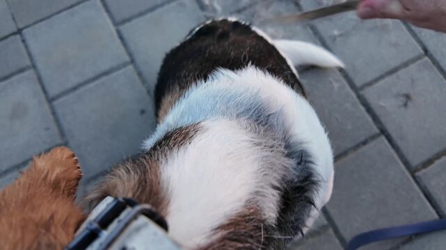 Close-up of a person grooming a dog's fur with a comb outdoors