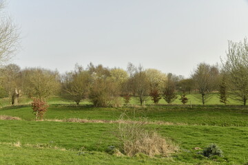 Fototapeta premium Prairies et pâtures au début du printemps à Écaussinnes -d'Enghien (Soignies)