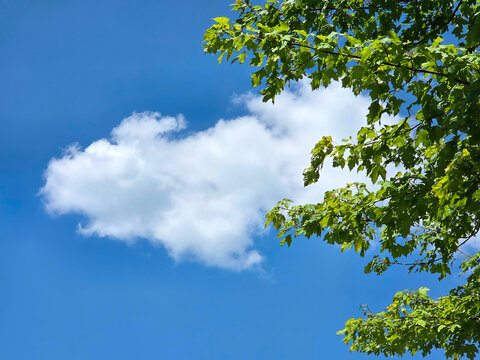 A fluffy white cloud drifts across a clear blue sky, framed on the right by lush green leaves that add a natural touch to the scene