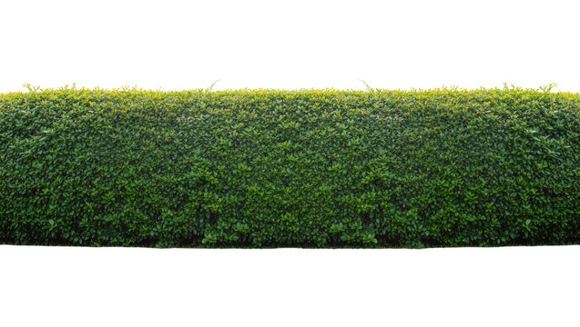 Isolated lush green hedge with fresh vibrant leaves for garden, park, or architectural design