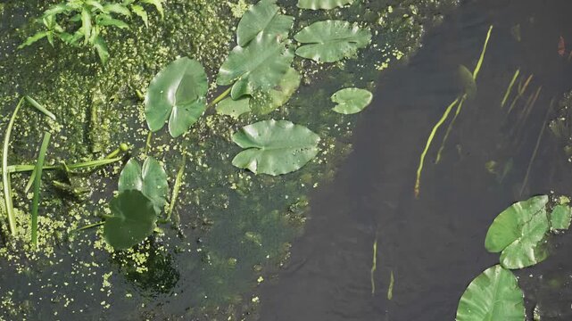 Top view of green lily pads and duckweed floating on dark pond surface
