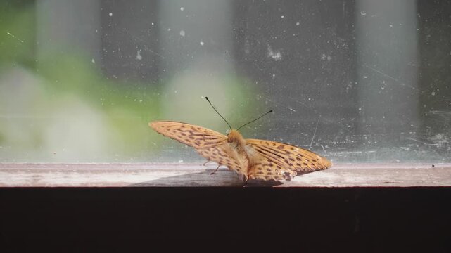 A vibrant orange butterfly extends its wings and remains stationary on a dirty glass window sill during bright daylight for natural themes.