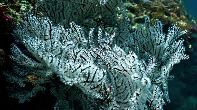 White Dendronephthya soft coral polyps contracting in close-up underwater view