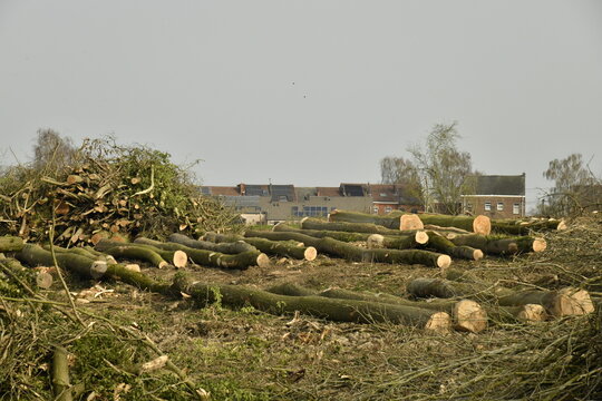 Troncs d'arbres coup&eacute;s couch&eacute;s apr&egrave;s abattage d'un bois &agrave; &Eacute;caussinnes d'Enghien (Soignies)