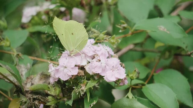 Pale yellow Brimstone butterfly feeding on pink Sweet William flowers in garden