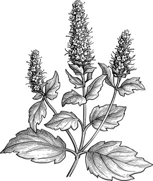 Patchouli plant. Isolated ink sketches of Pogostemon cablin. Aromatic herb used in essential oils, perfumes, and fragrances. Hand-drawn vintage engraving illustration.