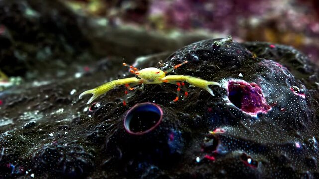 Small yellow crab with red legs walking on a dark textured reef surface