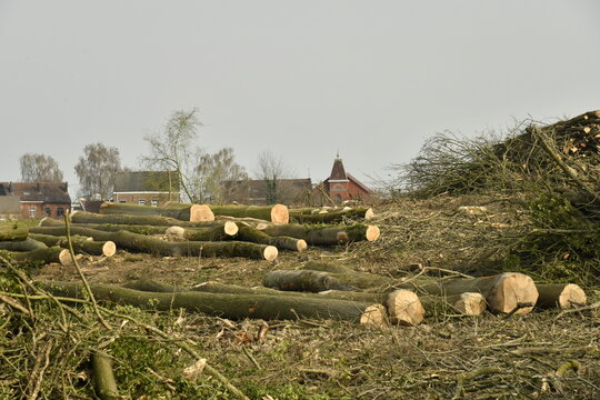 Troncs d'arbres coup&eacute;s couch&eacute;s apr&egrave;s abattage d'un bois &agrave; &Eacute;caussinnes d'Enghien (Soignies)