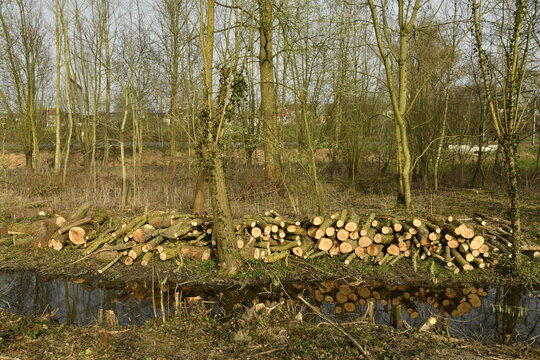 Tas de b&ucirc;ches lors d'un d&eacute;boisement le long d'un ruisseau &agrave; &Eacute;caussinnes-d'Enghien (Soignies)