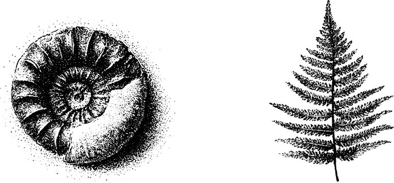Black and white stipple ammonite fossil and fern illustration for vintage background and design elements for poster or pattern use