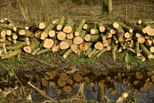 Tas de b&ucirc;ches lors d'un d&eacute;boisement le long d'un ruisseau &agrave; &Eacute;caussinnes-d'Enghien (Soignies)