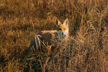 Fototapeta premium European Red Fox (vulpes Vulpes) Walking On Grass In Meadow. Wildlife Scene From Europe. Range Fur Coat Animal In Nature Habitat. Fox On Pasture. Fox In Natural Habitat. Red fox standing in tall dry