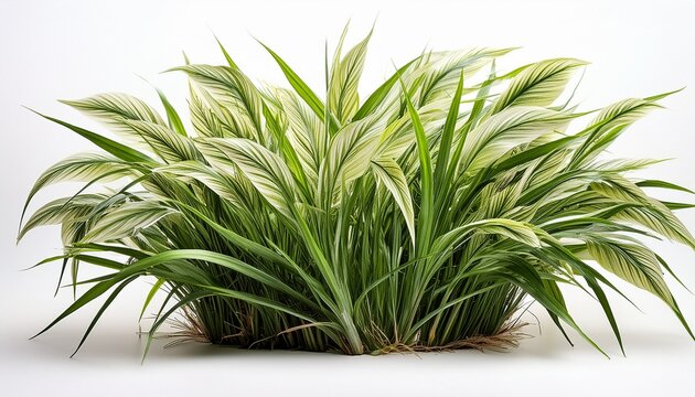 Variegata Grass Isolated On White Background