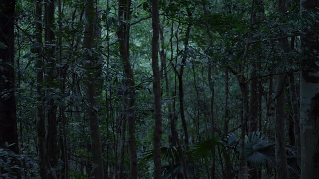 Slow cinematic deep zoom into dense forest with dark, cool tones and an eerie atmospheric mood. Mysterious woodland footage evoking suspense, isolation and horror, suitable for thriller, supernatural