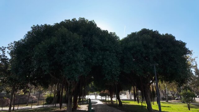 Winding path through mediterranean park alley framed by large ficus trees in antalya.