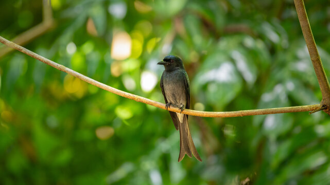 White-bellied drongo bird perched on a tree branch under the shady canopy against a soft green bokeh background