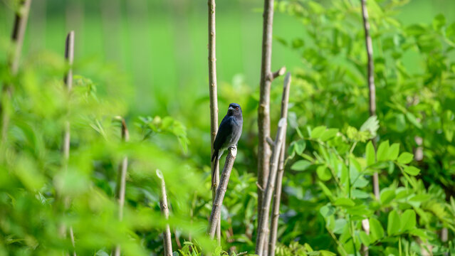 White-bellied drongo bird perched on a slender stick surrounded by lush green foliage
