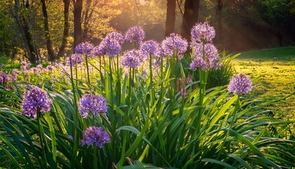 Obraz premium In Spring Wild Purple Garlic Flowers Blooming Amid Lush Green Foliage In A Natural Setting During Spring
