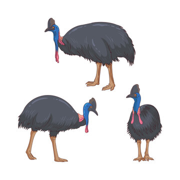 The cassowary is an animal endemic to Papua