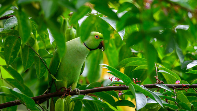 Rose-ringed parakeet feeding on star fruit among lush green foliage in a home garden