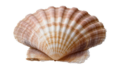 Isolated close-up of a natural scallop shell with ribbed surface and elegant color details © Gabriel