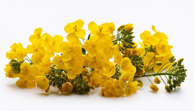 Yellow Flowers Rapeseed On A White Background