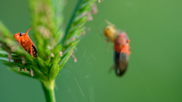 Macro close-up of a red froghopper on a grass seed head, trapped froghopper in a spider web blurred in background.