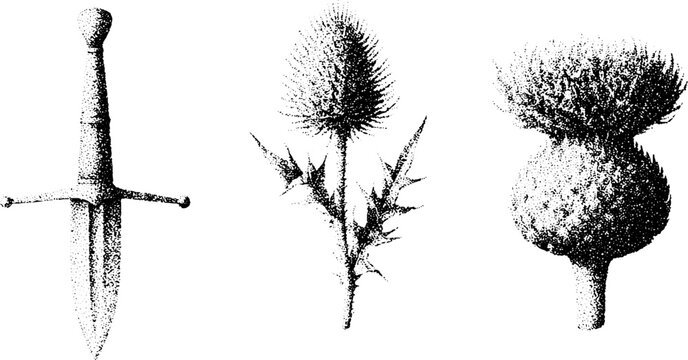 Three black and white stippled medieval dagger and thistle botanical studies for vintage design and natural history background