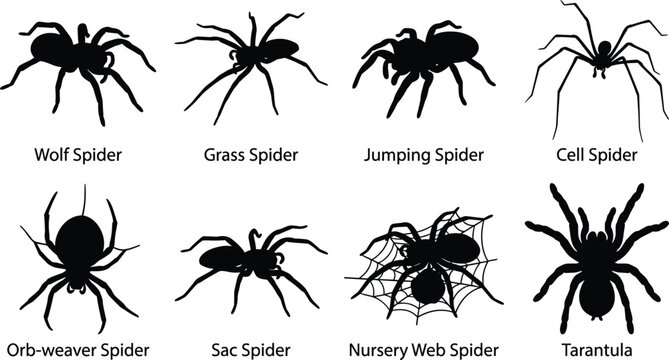 PrintCollection of various spider species silhouettes in solid black with typography isolated on white background