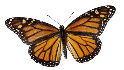 Isolated monarch butterfly with wings spread, a beautiful and vibrant orange insect of nature © Vincent