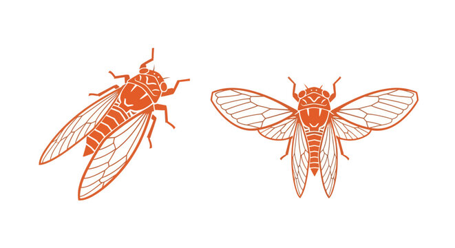 Detailed Illustration of Two Orange Cicada Insects.