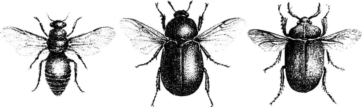 Vintage insect specimen taxonomy chart featuring closeup engraved beetle and bee studies for scientific poster and background design