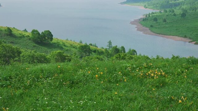 キスゲの咲く初夏の野反湖