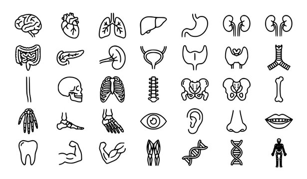 Human body anatomy line drawings