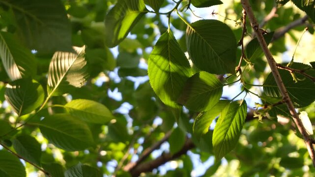 Backlit Green Leaves Swaying in the Wind Beneath a Tree