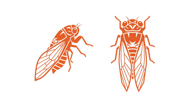 Detailed illustration of two orange cicada insects.