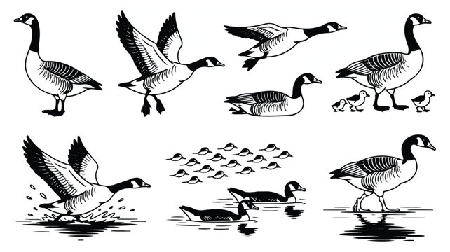 A black and white illustration depicts various geese in flight and swimming with goslings on water