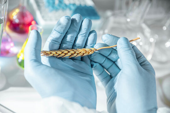 Close-up of gloved scientist hands holding a wheat ear in an agricultural laboratory. Concept of crop science, agronomy research, plant genetics, food security and sustainable farming.