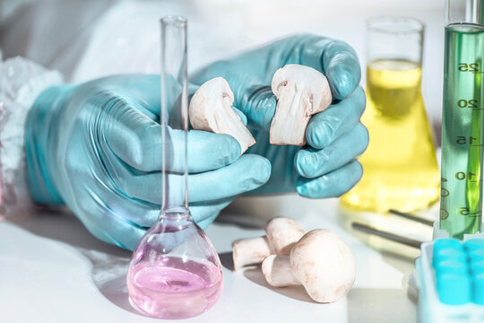 AI mushroom lab inspection concept: scientific testing with petri dish and reagents for food quality control, GMO detection and artificially grown checks.