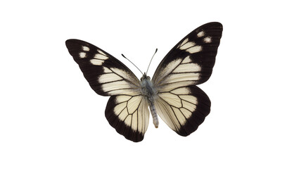 Isolated elegant black and white butterfly with outstretched wings, detailed tropical insect © Vincent