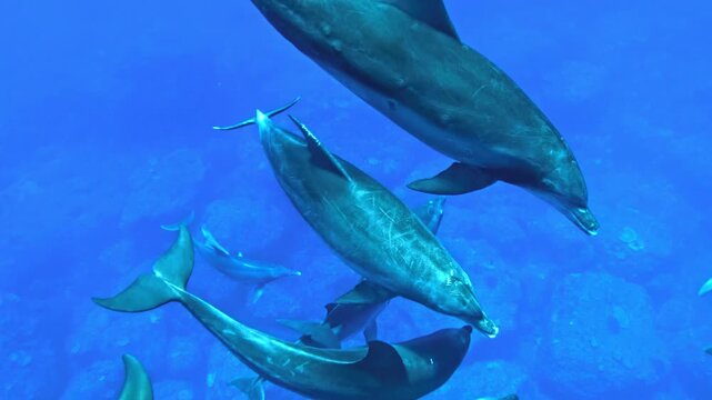 Pod of dolphins swimming together in deep blue ocean water