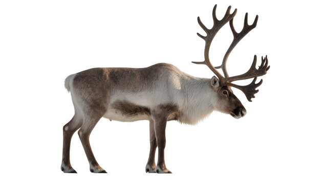 Isolated majestic adult reindeer with large antlers standing in profile, wild Arctic animal