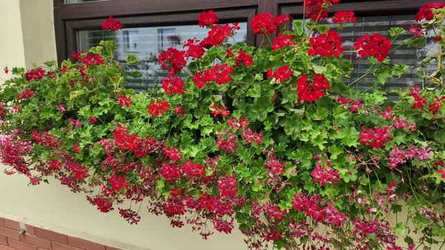 Vibrant red flowering geraniums in window boxes blooming beautifully