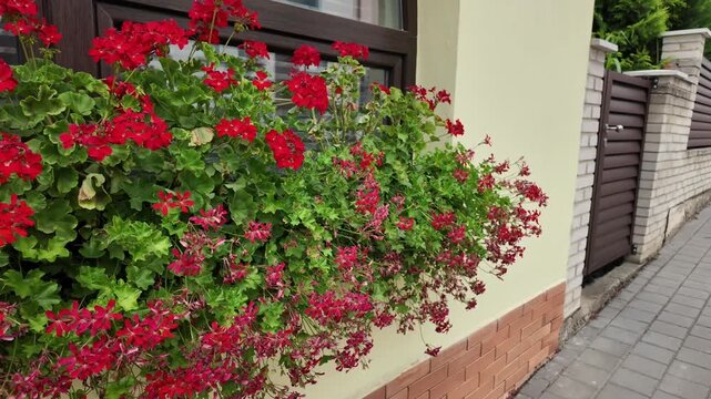 Vibrant red geraniums cascade down a building facade with a brick accent wall