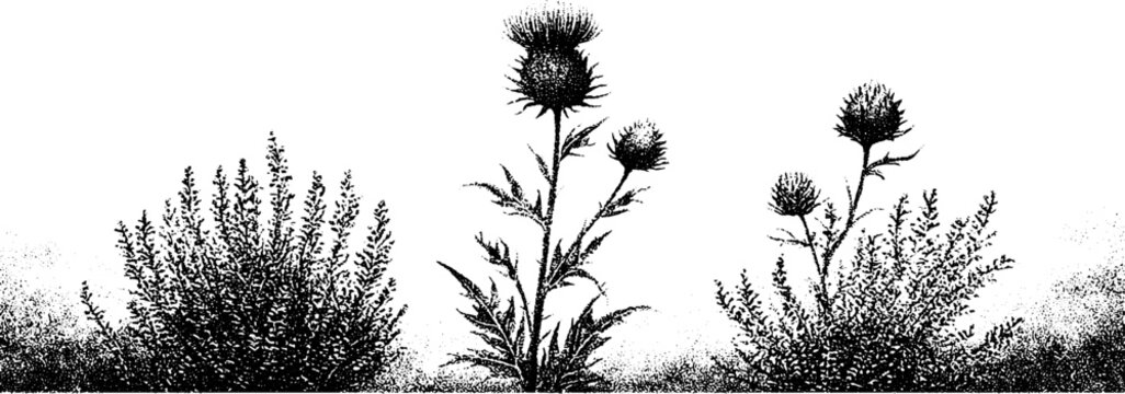Black and white stippled thistle and heather moorland botanical border for vintage background and nature design banner